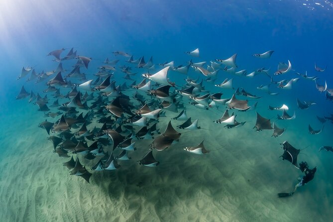 2 Dives in the Cabo Marine Park - What the four-hour Cabo outing looks like