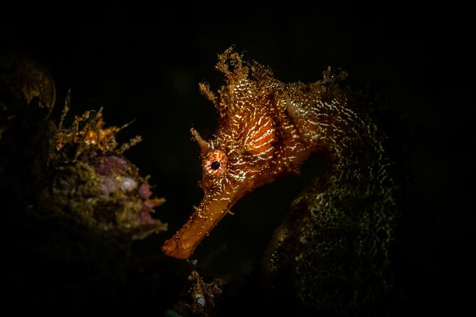 2 Dives in the Cabo Marine Park - Pelican Rock is the choice for marine life