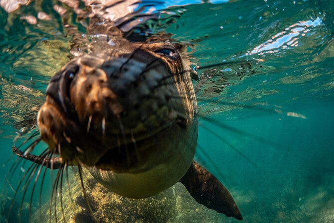 2 Dives in the Cabo Marine Park - The conservation effort is more than a slogan