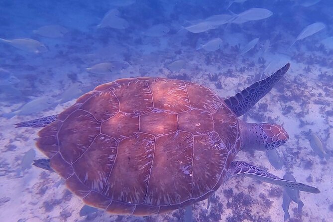 2-Hour Snorkeling in Two Spots of Tulum's Reef - How the Guides Handle Beginners