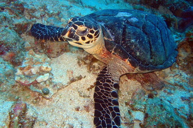 2 Tank Boat Dives for Certified Divers - What equipment and support are included