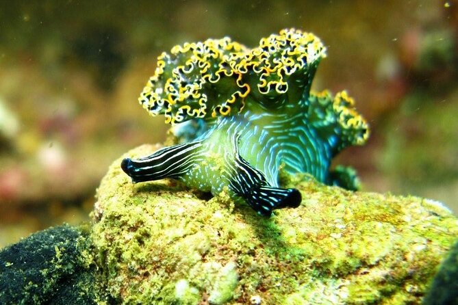 2 Tank Boat Dives for Certified Divers - How personal is the service?
