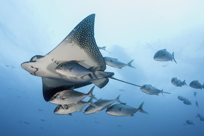 2 Tank Dive - Certified Divers (Santa Maria Bay & Chileno Bay) - Whale’s Head, Chileno Bay, and the other possible sites