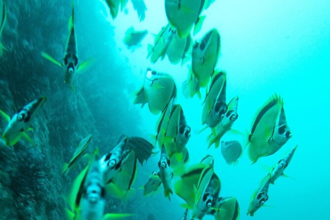 2 Tank Dive - Certified Divers (Santa Maria Bay & Chileno Bay) - A small group and a personal approach