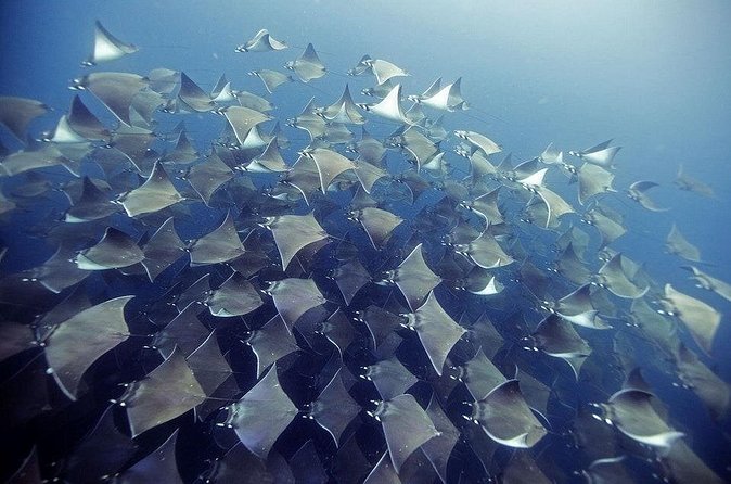 2 Tank Dive - Certified Divers (Santa Maria Bay & Chileno Bay) - Who will get the most from this outing