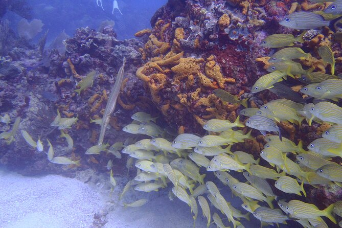 2 Tank Reef Dive in Mexico - The second site and the return to Puerto Morelos