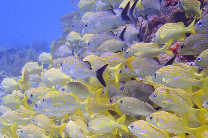 2 Tank Reef Dive in Mexico - What the $149 price covers