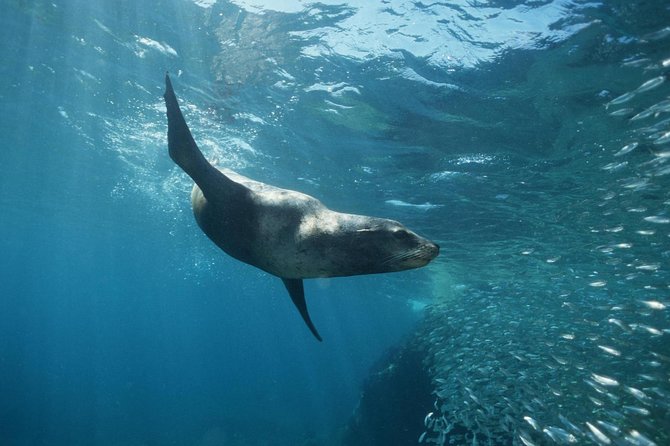 2-Tank Scuba Dive in Cabo San Lucas Reserve for Certified Divers - Meeting Manta Scuba Diving at the marina