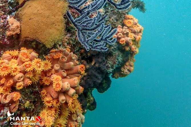 2-Tank Scuba Dive in Cabo San Lucas Reserve for Certified Divers - The first tank: cliffs, rock, and a living reef