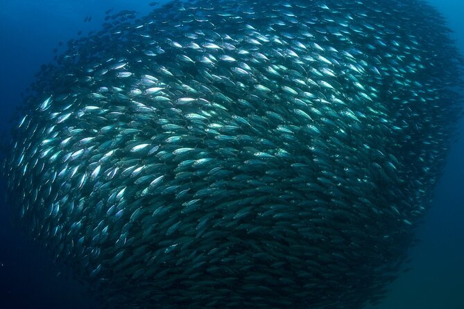 2-Tank Scuba Dive in Cabo San Lucas Reserve for Certified Divers - Pelican Rock and the sea lions
