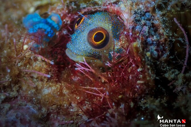 2-Tank Scuba Dive in Cabo San Lucas Reserve for Certified Divers - The surface interval becomes a Cabo sightseeing trip