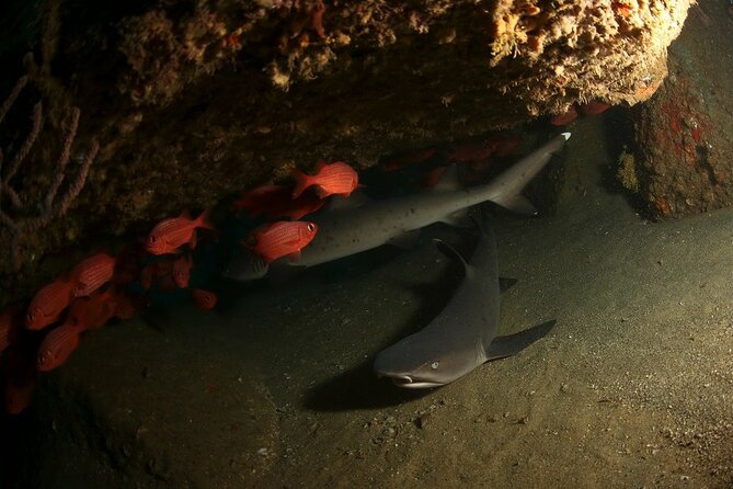 2-Tank Scuba Dive in Cabo San Lucas Reserve for Certified Divers - How much the $138 price really buys you
