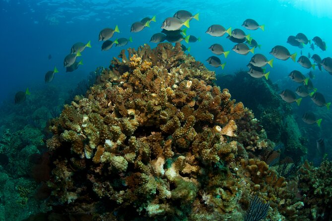 2-Tank Scuba in Marine Reserve and Corridor for Certified Divers - Who will get the most from this Cabo trip
