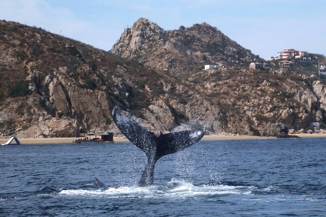 2-Tank Scuba in Marine Reserve and Corridor for Certified Divers - Should you book this two-tank Cabo outing?