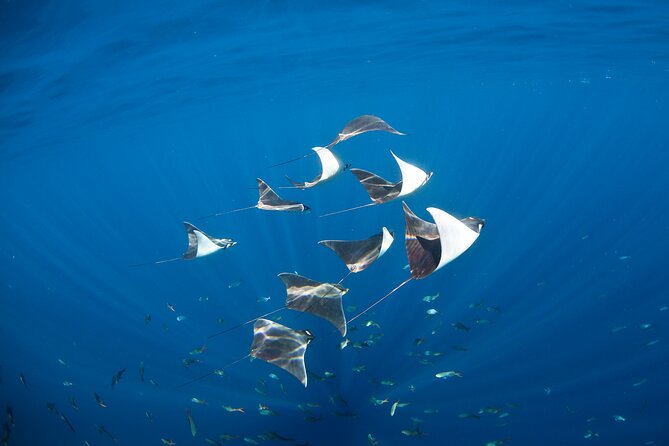 2-Tank Scuba in Marine Reserve and Corridor for Certified Divers - Cabo’s marine reserve by boat
