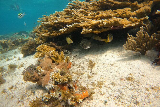 3 Hours VIP Semiprivate Tour Isla Mujeres Full Snorkeling Experience - Lighthouse Reef starts the morning