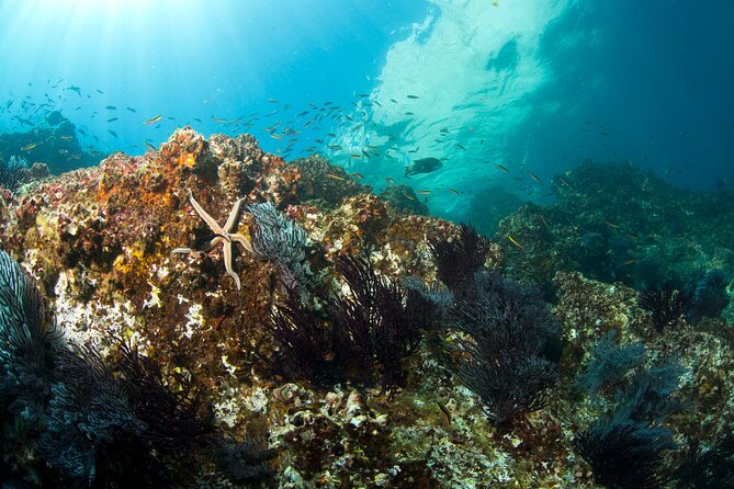 3-Tank Scuba in Marine Reserve and Corridor for Certified Divers - The Corridor: a different underwater setting
