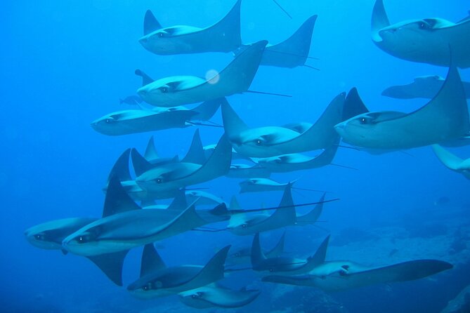 3-Tank Scuba in Marine Reserve and Corridor for Certified Divers - Land’s End and the Arch area