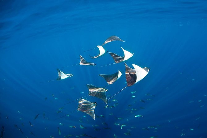 3-Tank Scuba in Marine Reserve and Corridor for Certified Divers - Boat comfort and the time between sessions