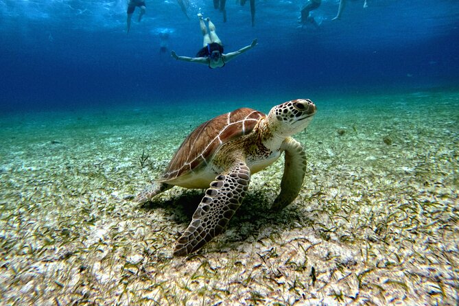4 Hour Cozumel Turtle Sanctuary Experience on a Luxury Catamarán - Setting out from downtown Cozumel
