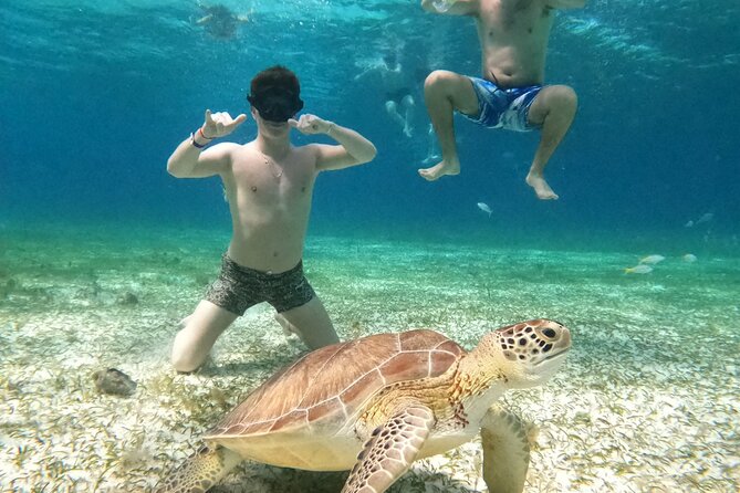 4 Hour Cozumel Turtle Sanctuary Experience on a Luxury Catamarán - The turtle habitat: exciting, but never guaranteed