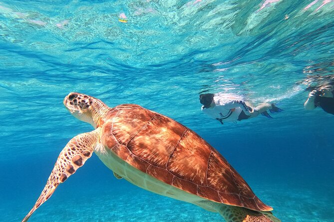 4 Hour Cozumel Turtle Sanctuary Experience on a Luxury Catamarán - El Cielo’s starfish and the Cielito sandbank