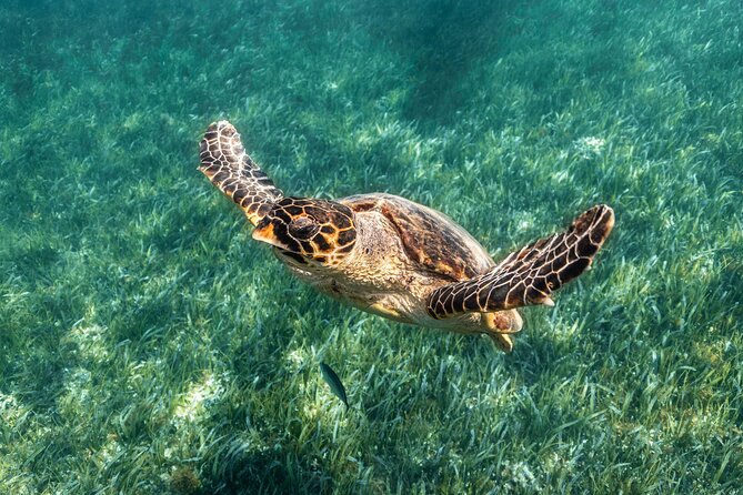 5-in-1 Cancun Snorkeling Tour with Sea Life & Transport Included - Five Cancun water worlds in 150 minutes