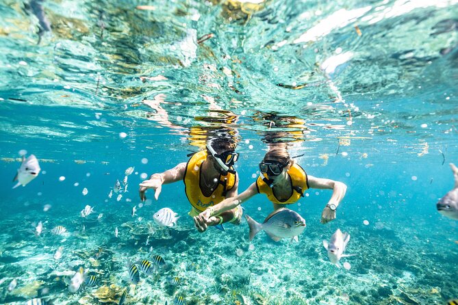 5-in-1 Cancun Snorkeling Tour with Sea Life & Transport Included - Equipment, transport, and the practical setup