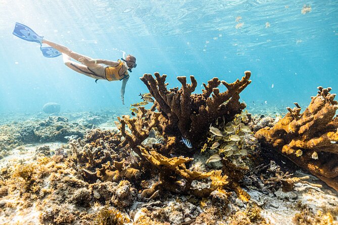 5-in-1 Cancun Snorkeling: Turtles, Reef, Musa, Shipwreck, Cenote - Stop five: the shipwreck