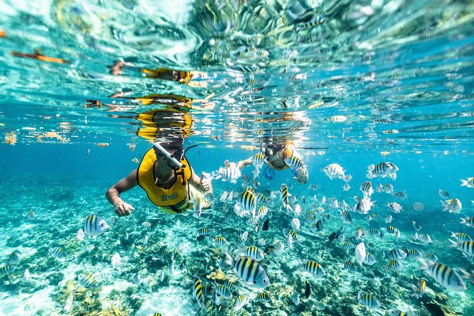 5-in-1 Cancun Snorkeling: Turtles, Reef, Musa, Shipwreck, Cenote - Stops two and three: MUSA’s underwater statues