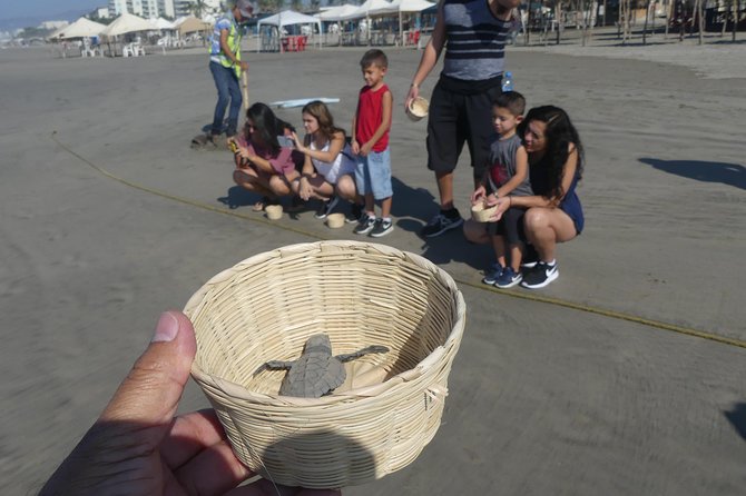 6Hr Cruise or Hotels City Tour, Divers, Baby Turtles Peace Chapel - What the minivan ride is like
