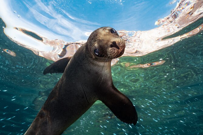 Adventure to Espiritu Santo Island: Snorkel with Sea Lions and Beach - Espiritu Santo and Isla Partida by boat