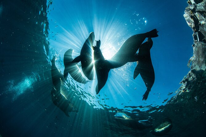 Adventure to Espiritu Santo Island: Snorkel with Sea Lions and Beach - Cold water, life jackets, and the right expectations