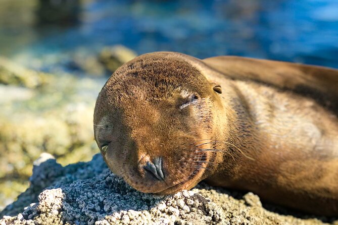 Adventure to Espiritu Santo Island: Snorkel with Sea Lions and Beach - Birds, mangroves, and the wider park