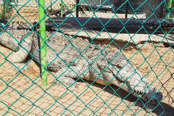 Afro-Mex Village Experience -Horseback Ride -Turtle Hatch & Crocs - Food and drinks need a little planning