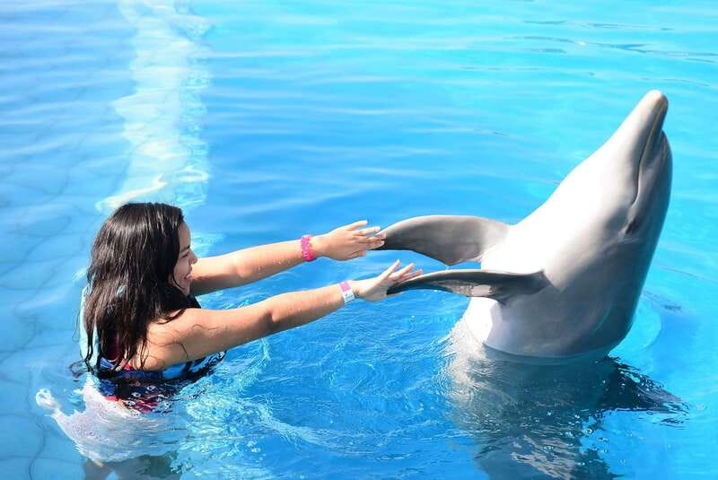 Akumal: Dolphin Encounter - What the 55-minute Akumal dolphin encounter is really like