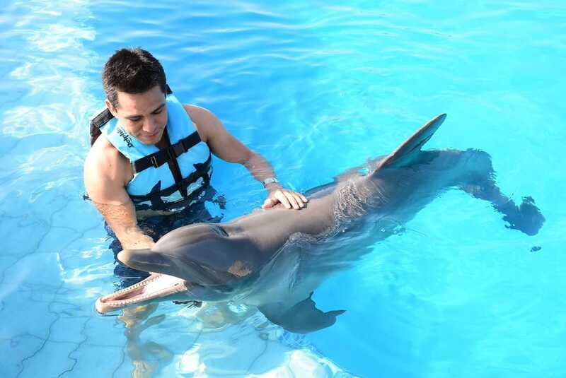 Akumal: Dolphin Encounter - Why the family rules matter