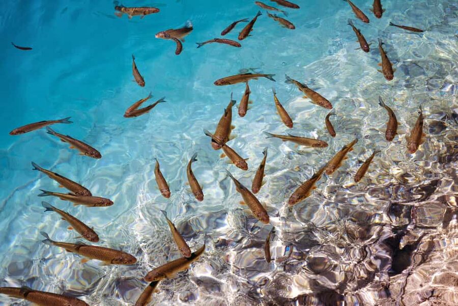 Akumal: Snorkel with Marine Fauna and an Expert Guide - A respectful wildlife encounter, not a chase