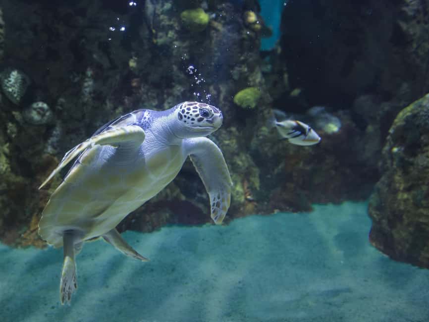 Akumal: Snorkel with Marine Fauna and an Expert Guide - What the 1.5-hour schedule really gives you
