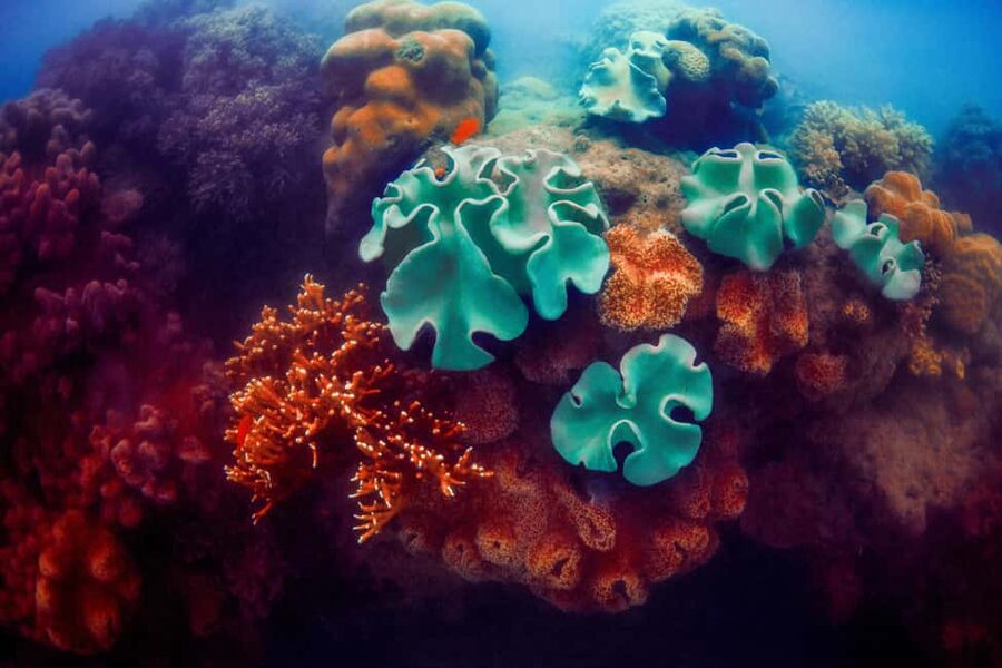 Akumal: Snorkel with Marine Fauna and an Expert Guide - Is $45 a fair price?
