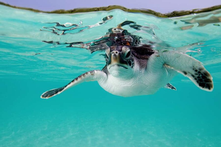 Akumal: Snorkel with Marine Fauna and an Expert Guide - Who should book this Akumal snorkeling experience?