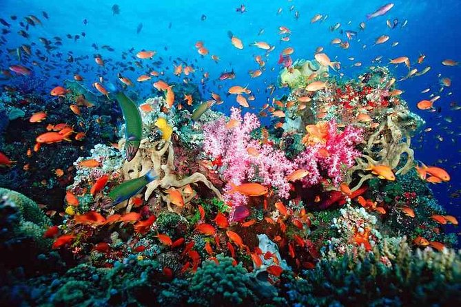 ATV Adventure Combo with Snorkeling, Ziplines, Cenote, and Lunch - Puerto Morelos National Reef Park and the snorkeling trip