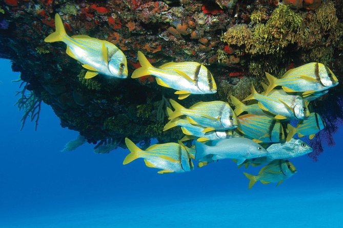 ATV Extreme and Snorkel Combo Tour from Cancun - One day, three kinds of adventure