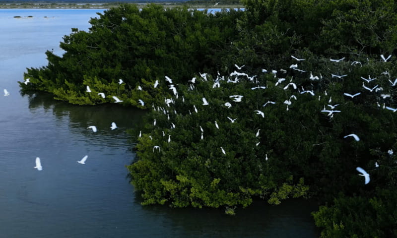 Bacalar: Lagoon, Pirate Canal, Stromatolite Day Trip w/Lunch - Stromatolites, the lagoon’s living natural history
