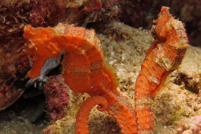 Beginner Scuba Diving in Cabo San Lucas - Timing, fitness, and flight planning