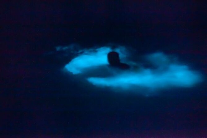 Bioluminescence & sunset local boat tour to Los Arcos Sanctuary - Sunset over Banderas Bay, with a chance of whales