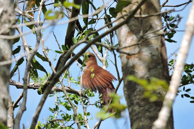 Birdwatching Cancun - Leaving Cancun Before the Heat