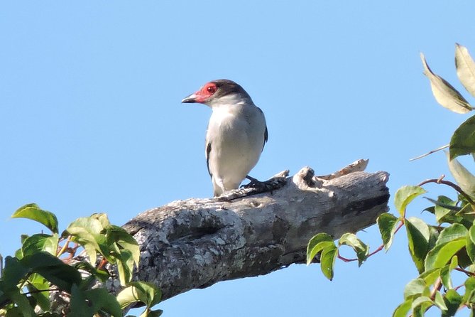 Birdwatching Cancun - Birds You Might See in Four Hours