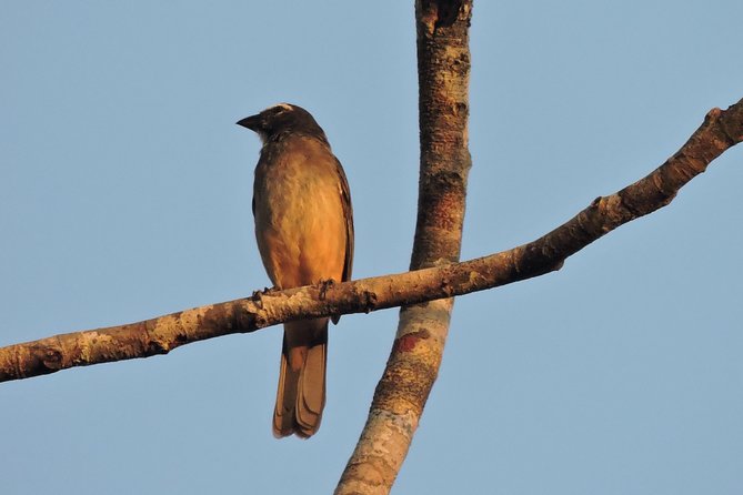 Birdwatching Cancun - What Carlos and Lugo Add to the Morning
