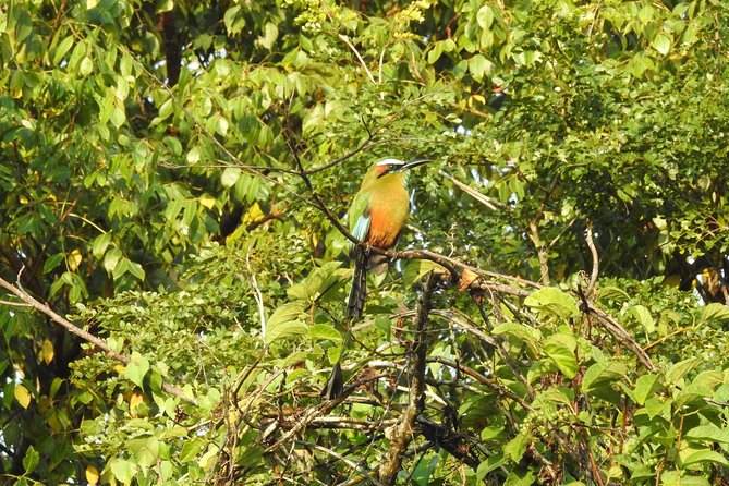 Birdwatching Cancun - Is $165 a Fair Price?